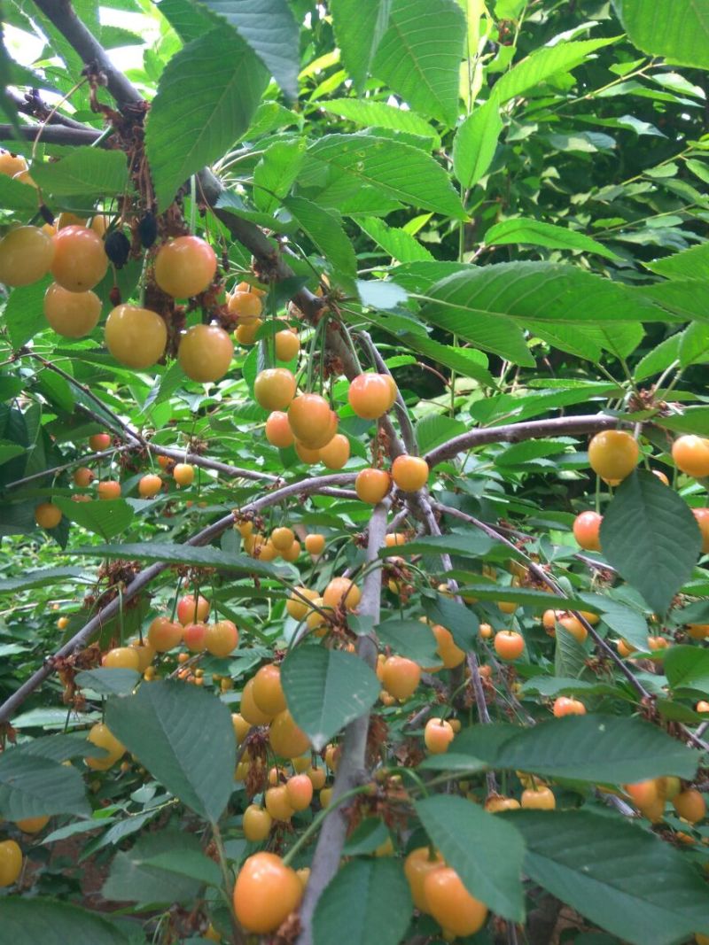 红灯笼樱桃苗美早樱桃苗红灯樱桃树苗樱桃苗育苗基地樱桃树苗