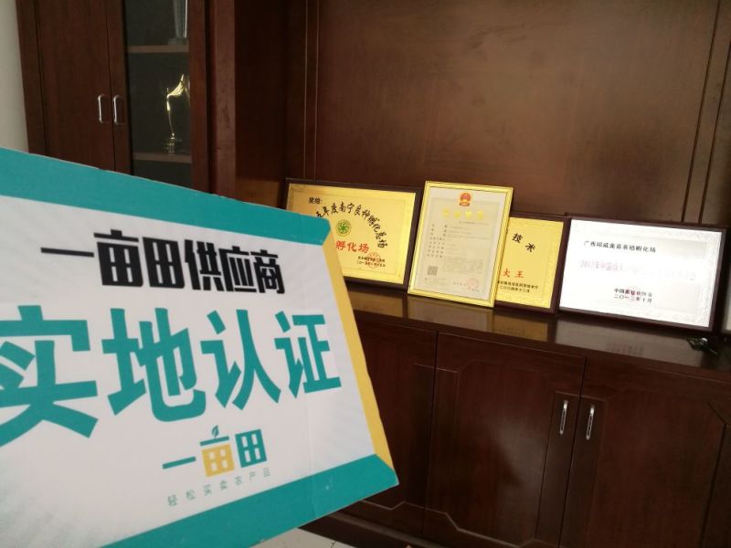 狮头鹅苗250g以下