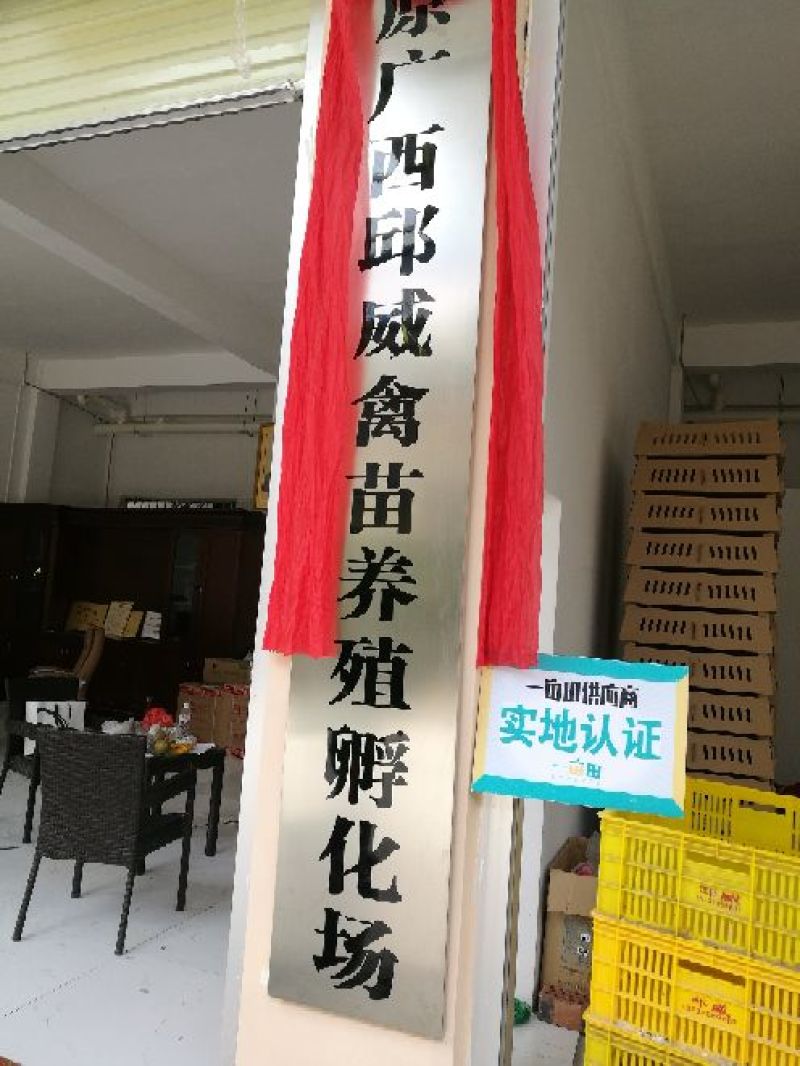 狮头鹅苗250g以下