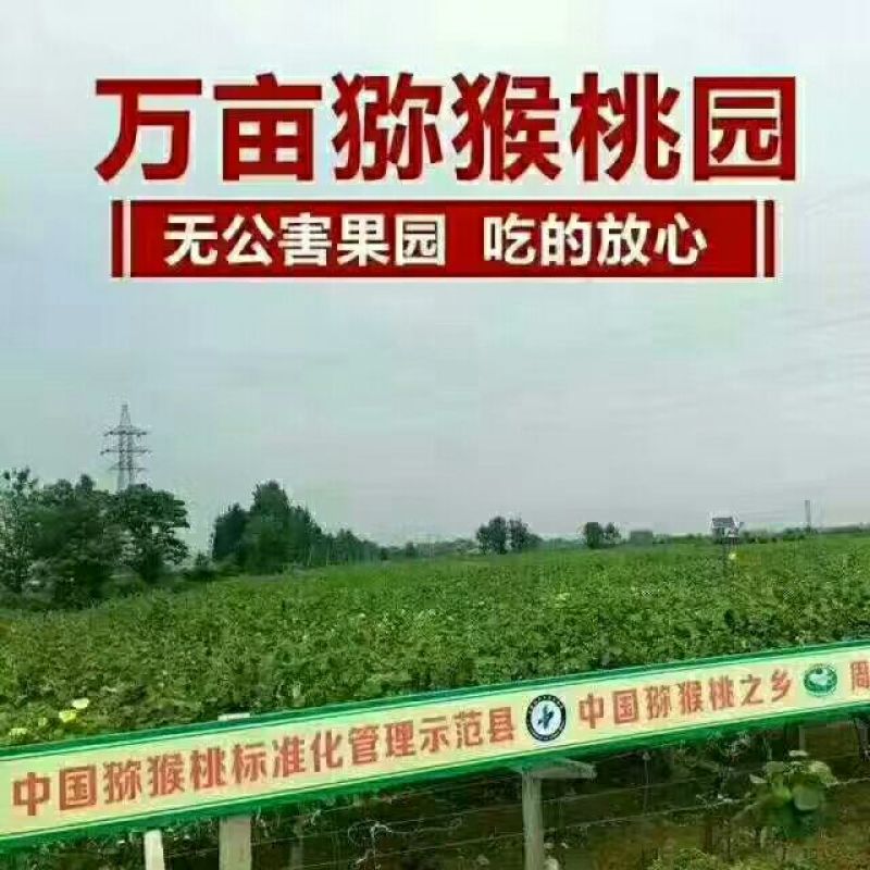 徐香猕猴桃