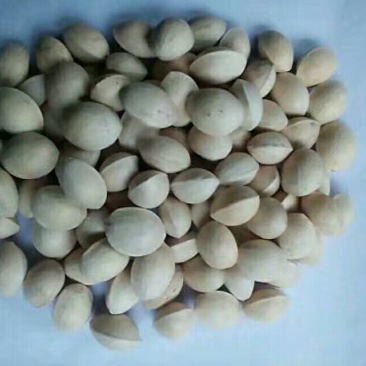 银杏果