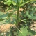 无花果树苗1~1.5m