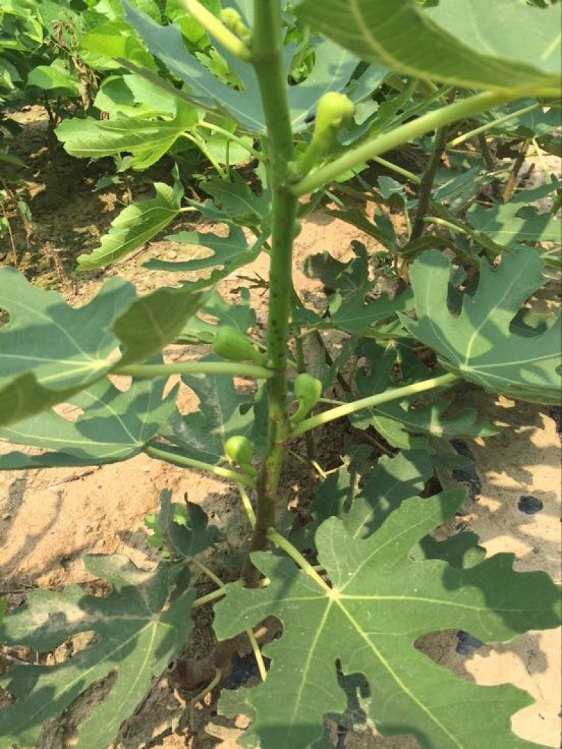 无花果树苗1~1.5m