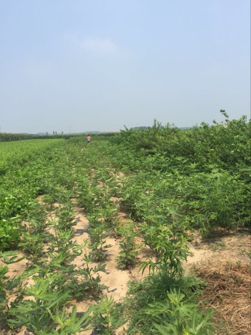 无花果树苗1~1.5m