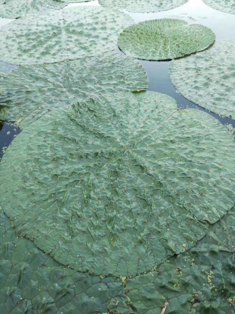 苏芡包装
