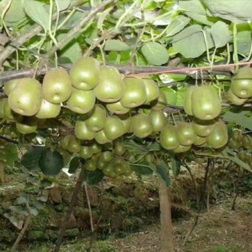 红心猕猴桃50~70克红心猕猴桃，甜入心扉🥝