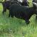 黑山羊种羊30~50斤各种公羊养殖