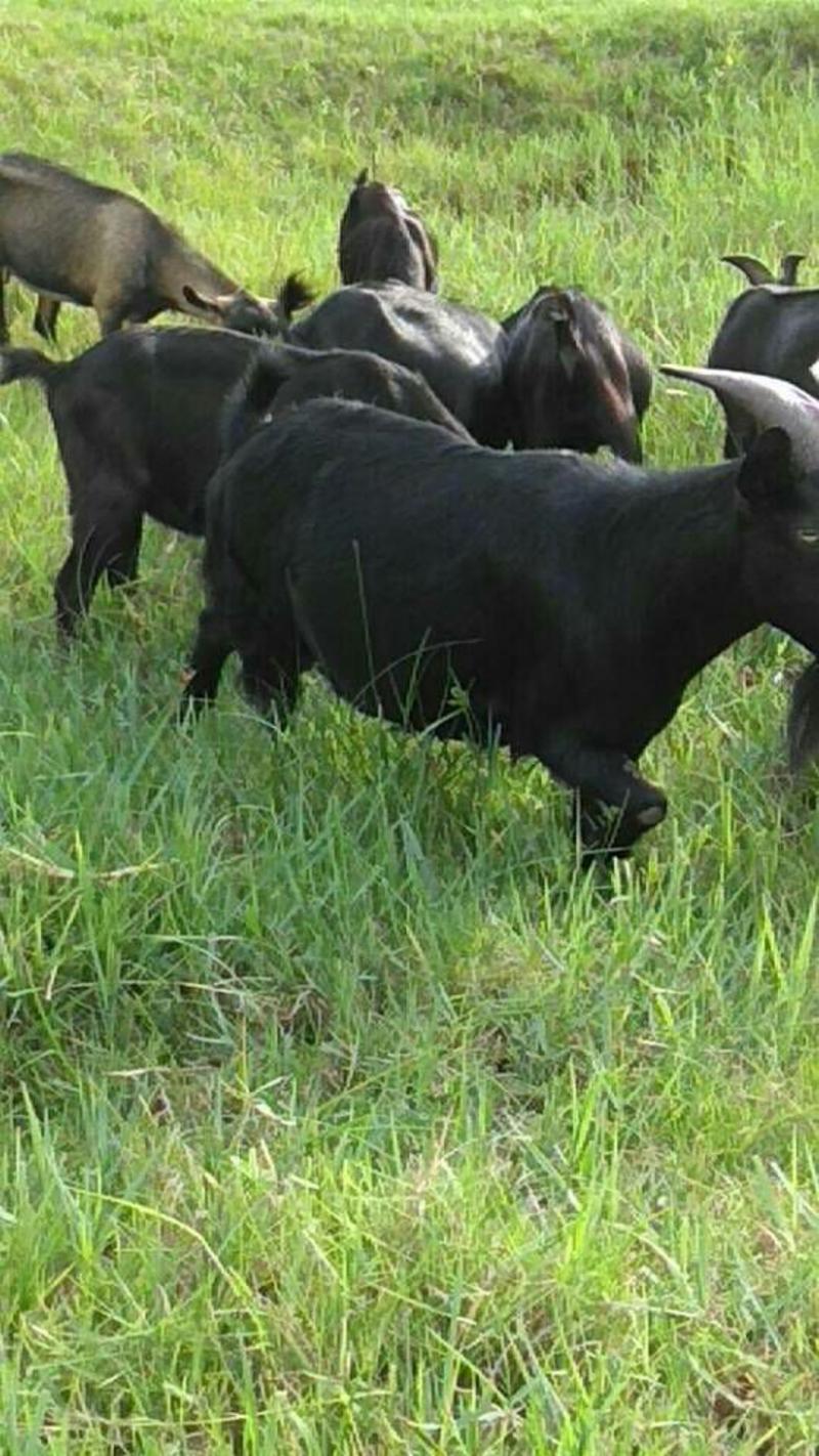 黑山羊种羊30~50斤各种公羊养殖