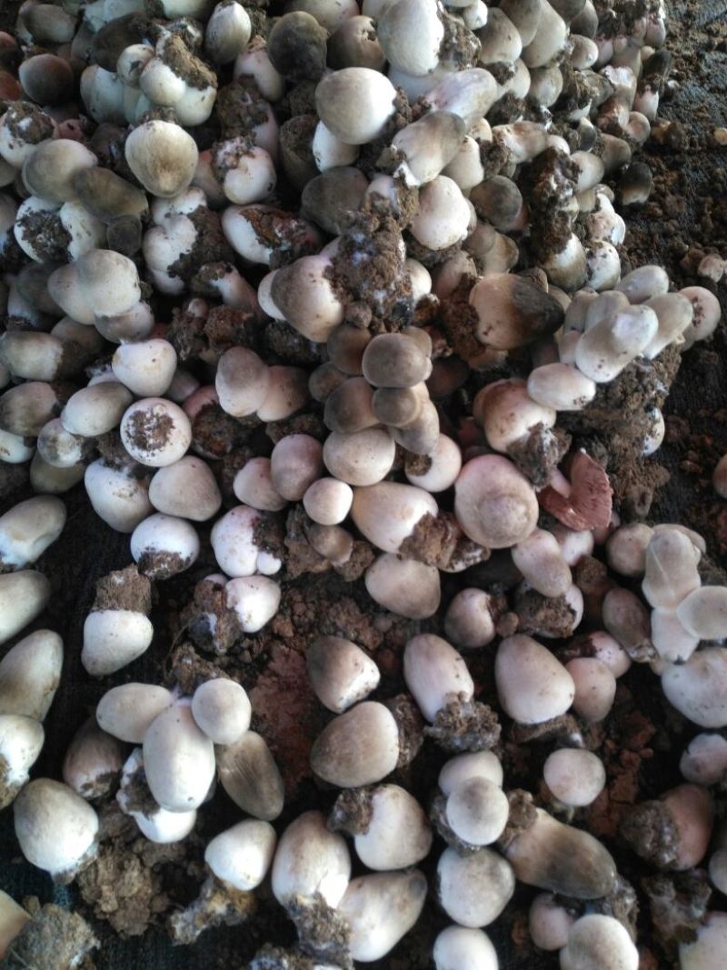 草菇2.5cm以上