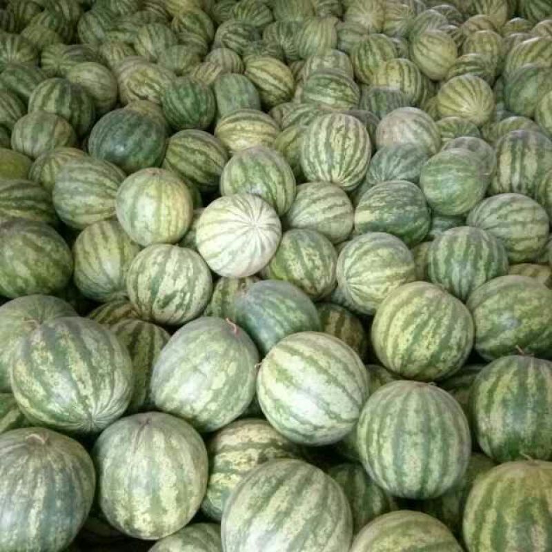 甜宝甜瓜大变小(西瓜和籽瓜杂