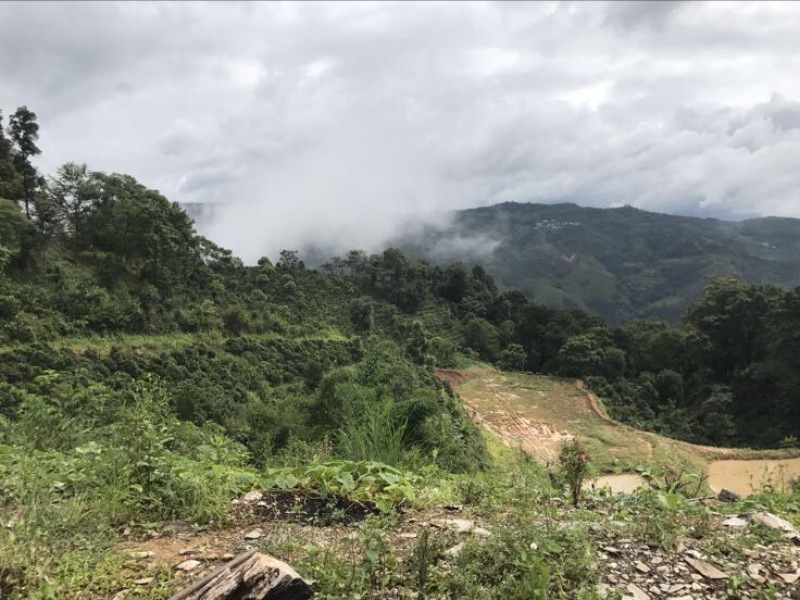 古树普洱茶一级