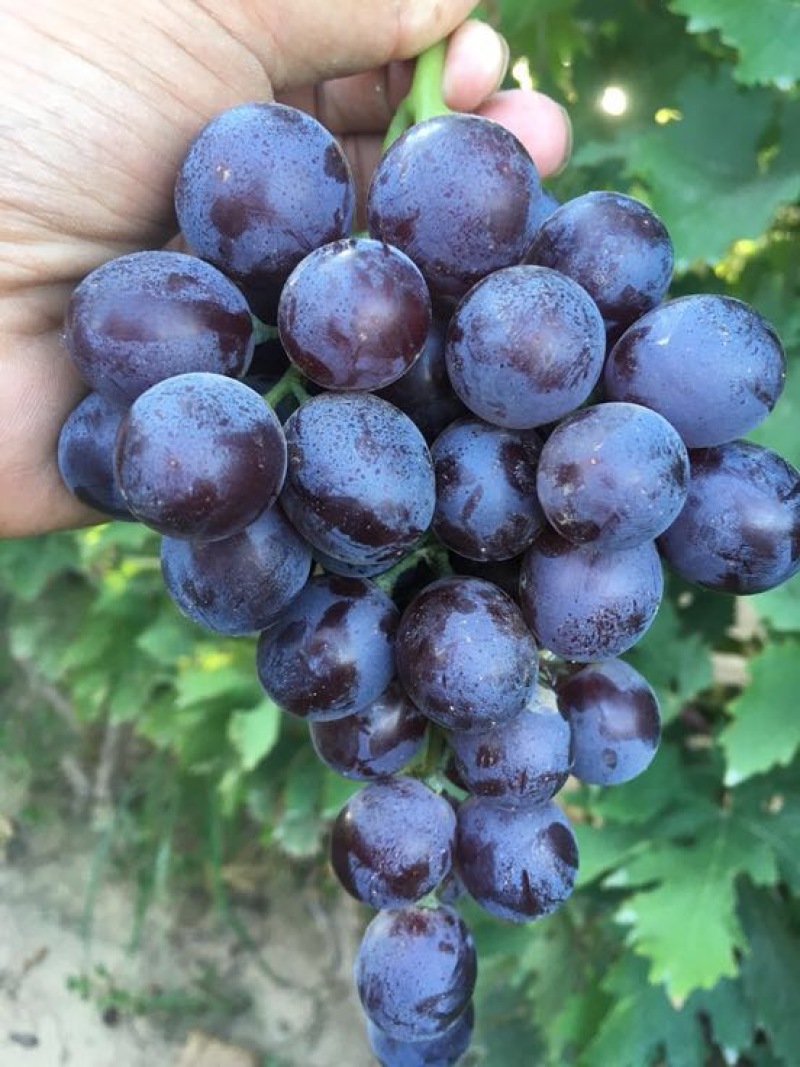 玫瑰香葡萄全黑全红饮料厂葡萄酒厂用大量上市提供预冷服务
