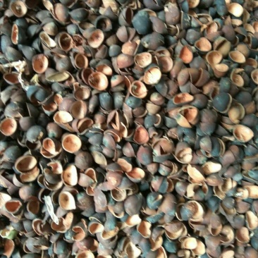 莲子壳
