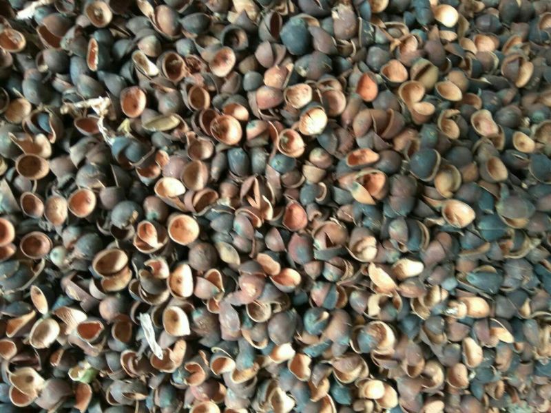 莲子壳