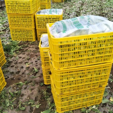小油菜2两以上需要联系我合作共赢