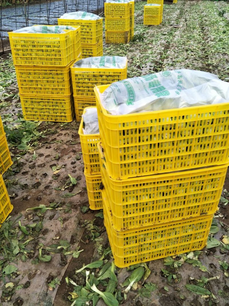 小油菜2两以上需要联系我合作共赢