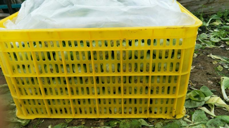 小油菜2两以上需要联系我合作共赢