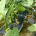 槟榔芋6厘米以上