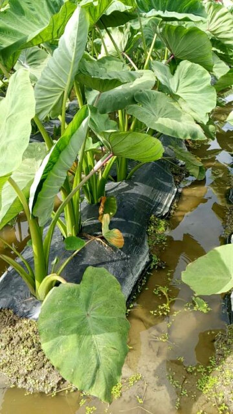 槟榔芋6厘米以上
