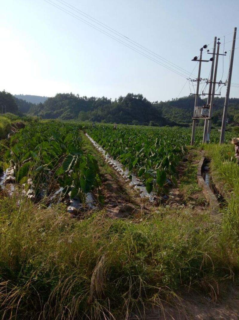 槟榔芋6厘米以上