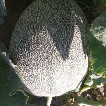 西州蜜瓜5斤以上长圆形