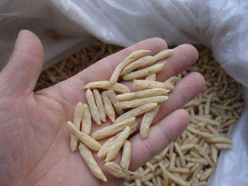 麦冬