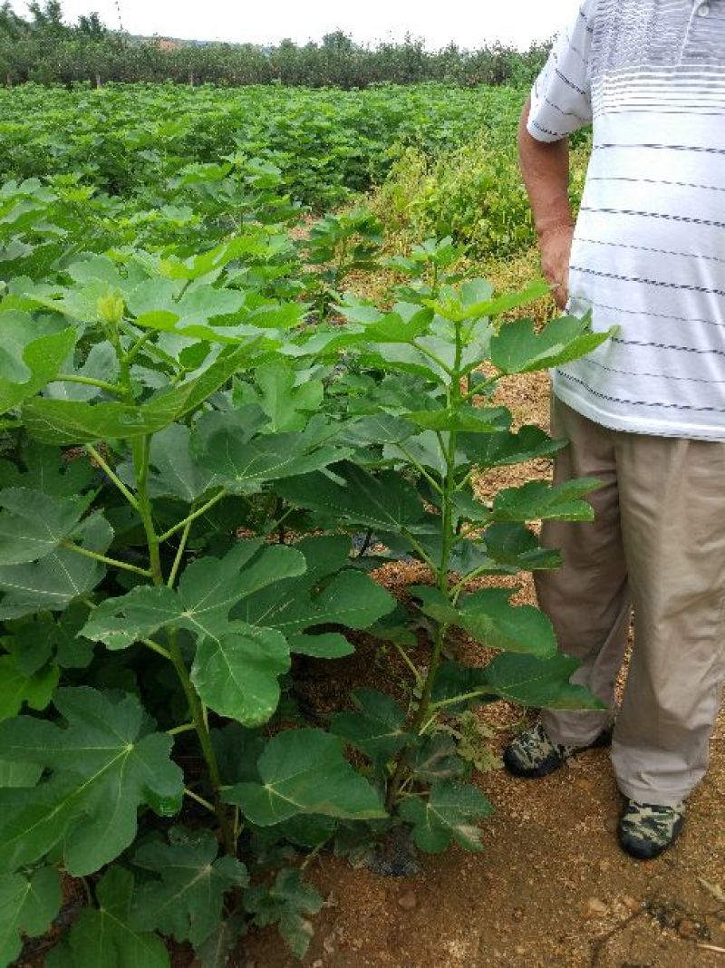无花果苗80cm以上