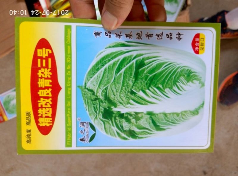 大白菜种子