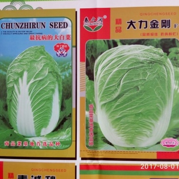 大白菜种子