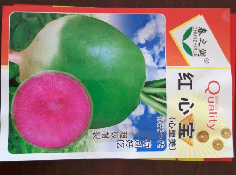大白菜种子