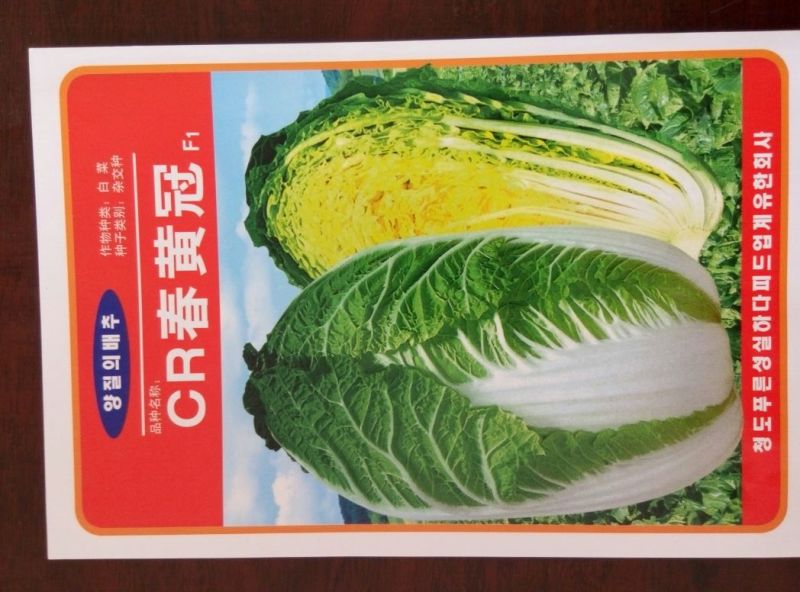 大白菜种子
