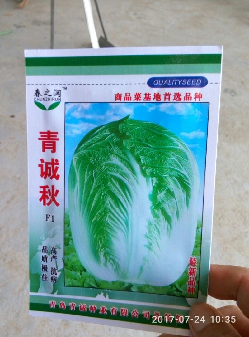 大白菜种子