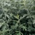 艾草