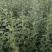 艾草
