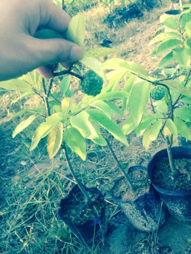 番荔枝苗30~50cm嫁接树苗！优良品种。