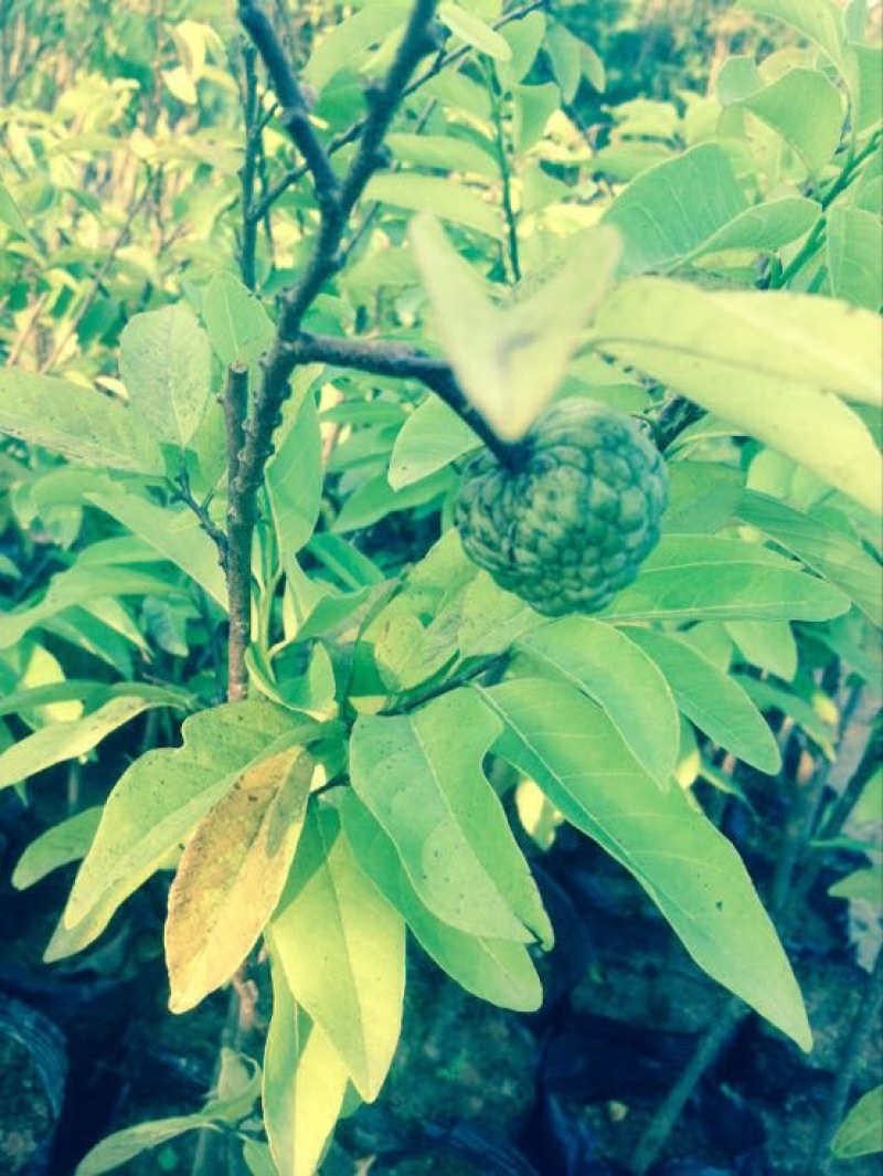 番荔枝苗30~50cm嫁接树苗！优良品种。