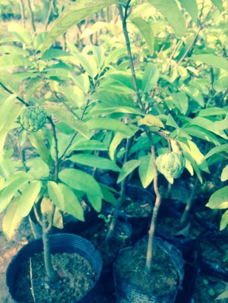 番荔枝苗30~50cm嫁接树苗！优良品种。