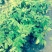 番荔枝苗30~50cm嫁接树苗！优良品种。