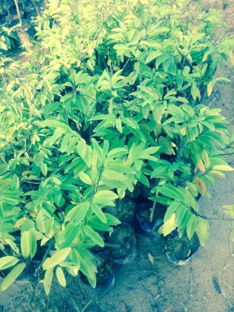 番荔枝苗30~50cm嫁接树苗！优良品种。