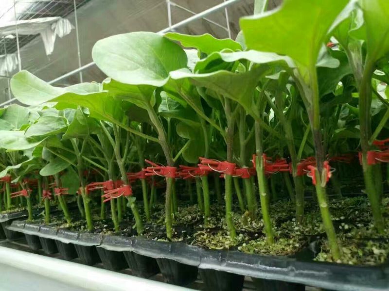 穴盘200孔育苗盘，基质盘，育苗穴盘，种植盘