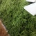 刚刚上市的豆角架豆王豆角20厘米以上
