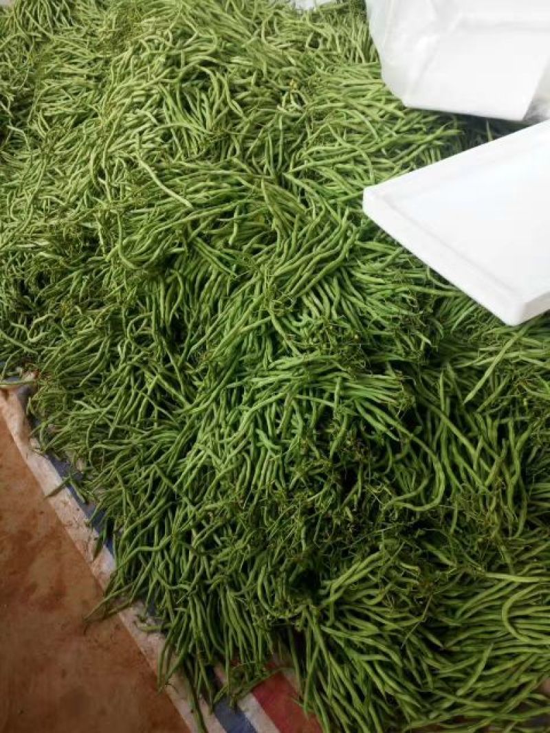 刚刚上市的豆角架豆王豆角20厘米以上