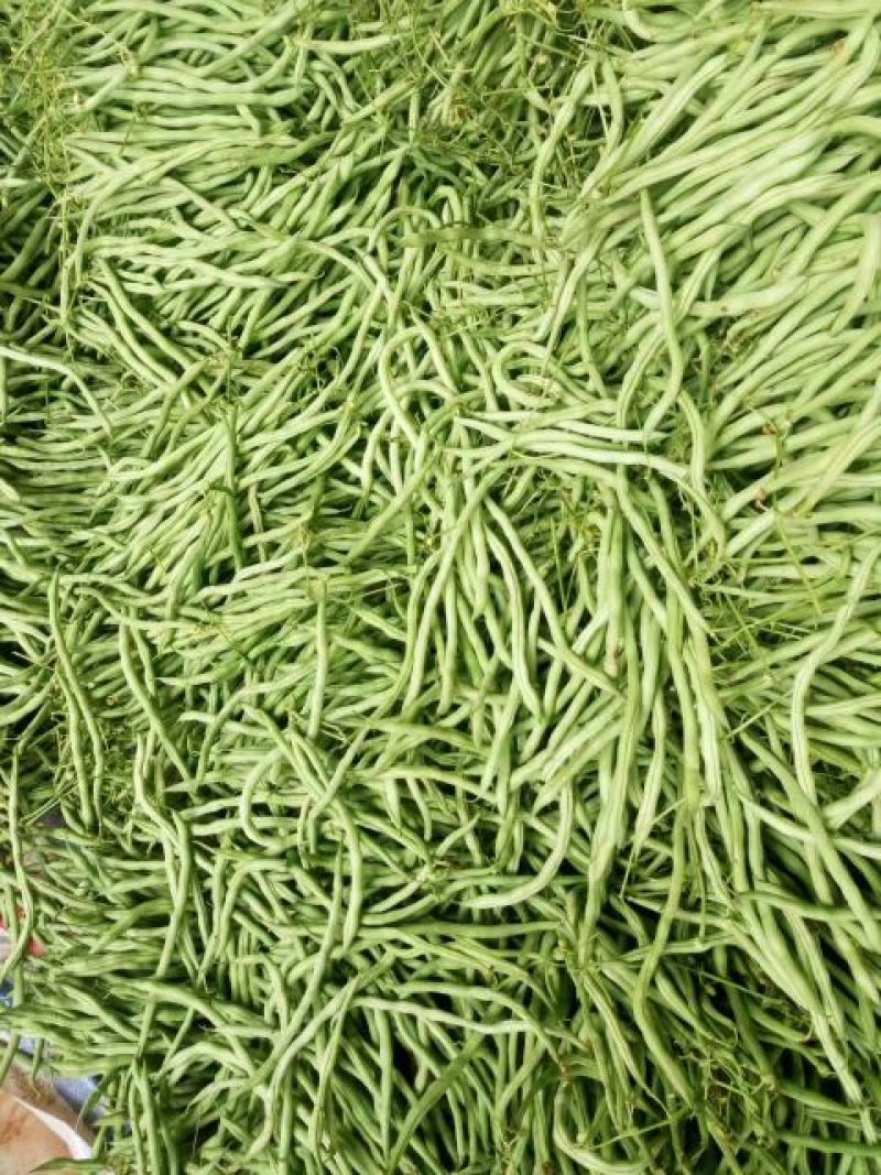 刚刚上市的豆角架豆王豆角20厘米以上