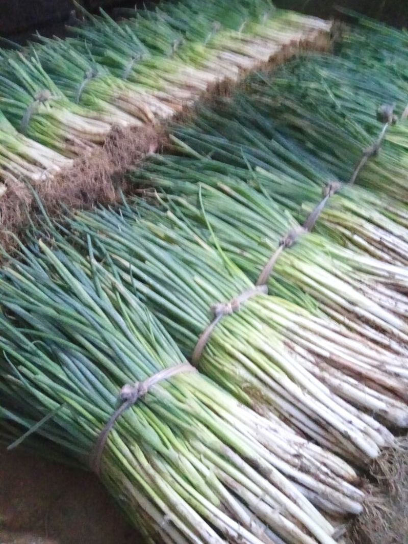 分葱大葱净葱1cm左右40cm以上