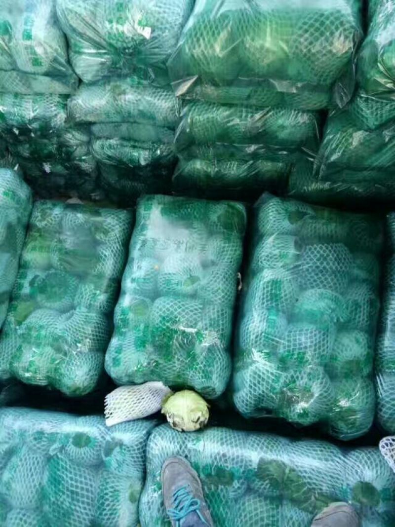 湖北甘蓝大量上市，货源充足，质量**，价格美丽