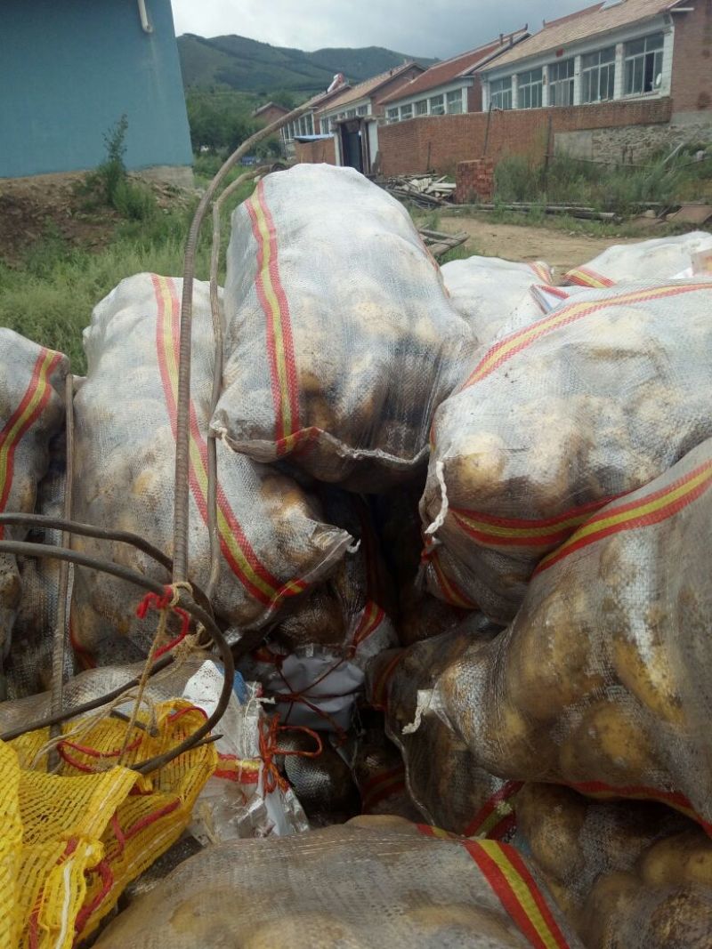 荐【内蒙土豆】荷兰十五土豆3两以上通货