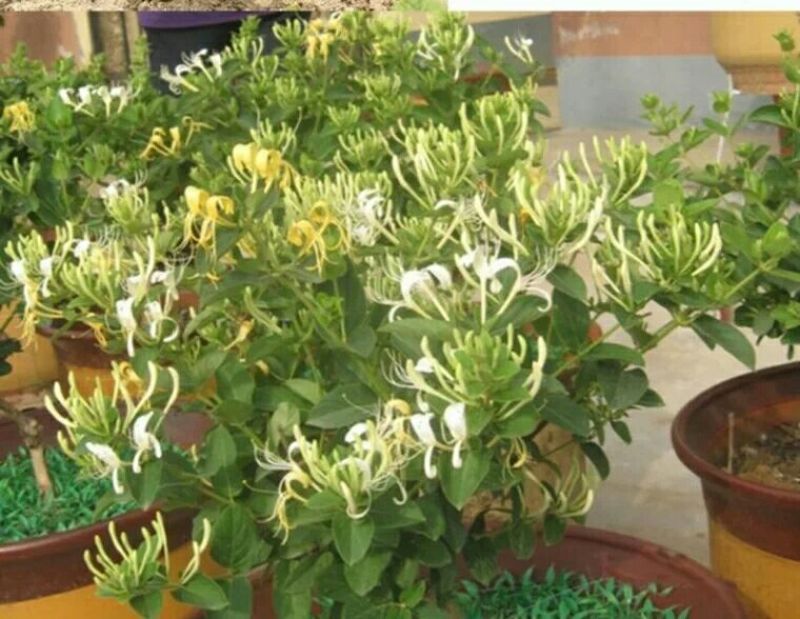 金银花1米以下