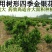 金银花1米以下