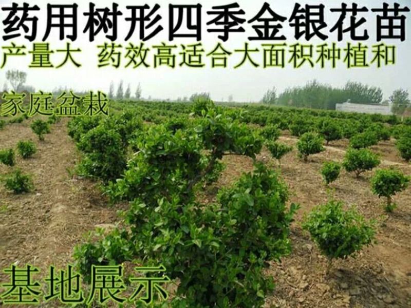 金银花1米以下