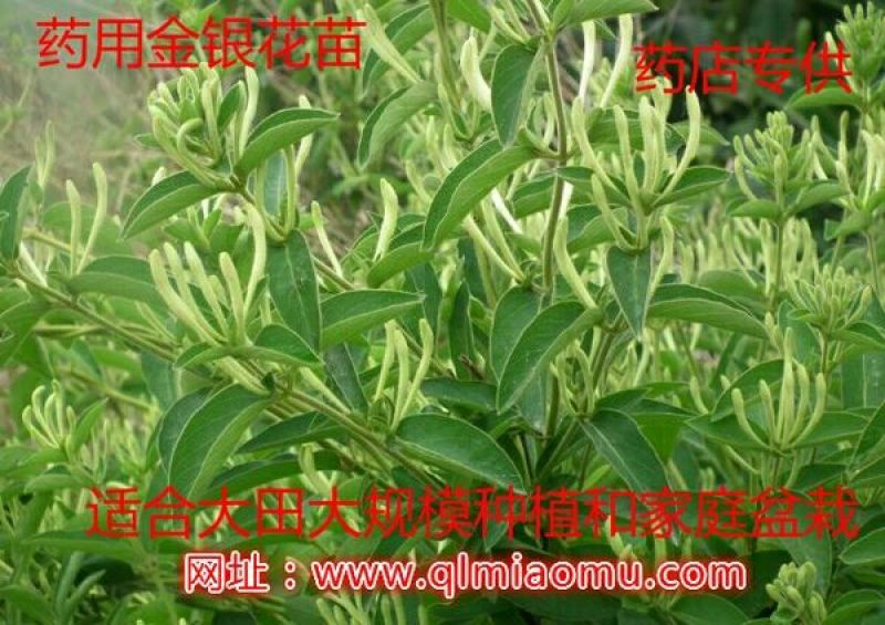 金银花1米以下
